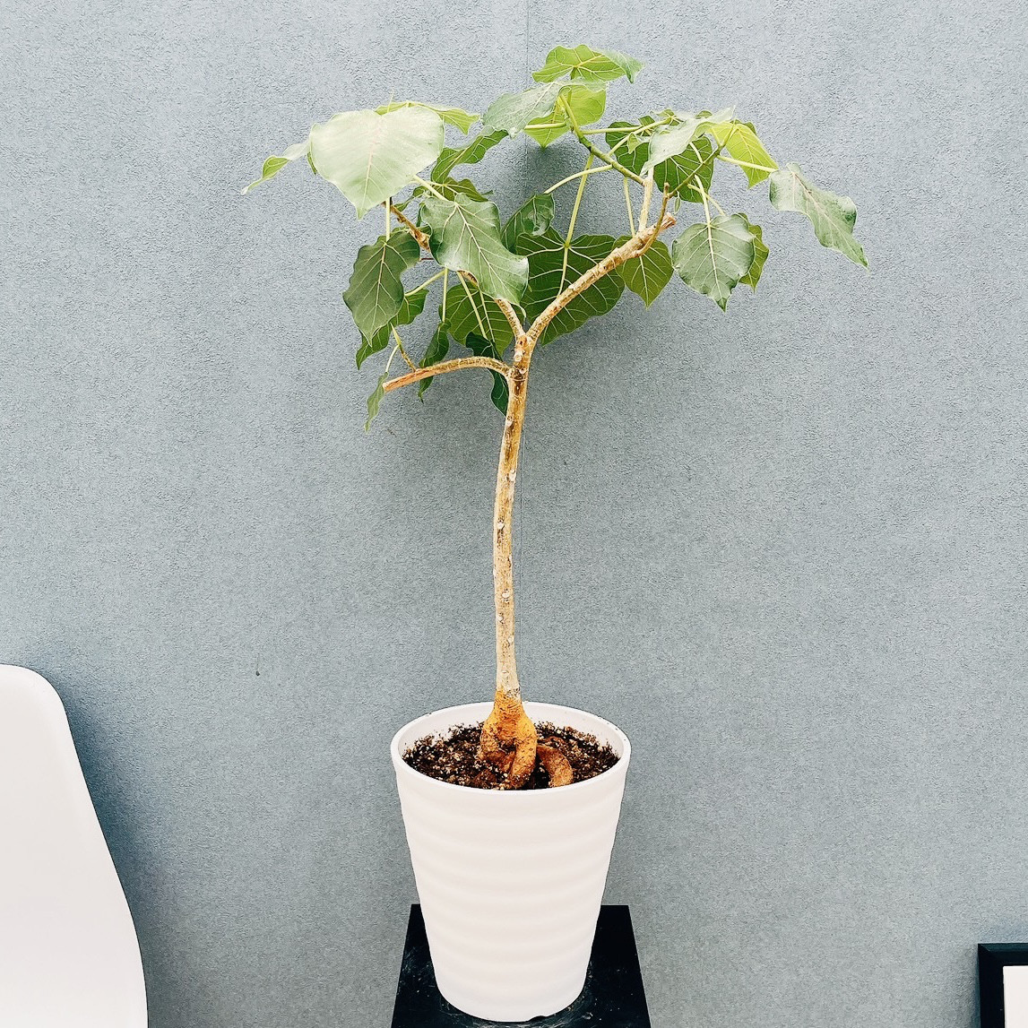 ［現品］40番　フィカス　ペティオラリス　7号　観葉植物　室内　ゴムの木　おしゃれ　かわいい  コーデックス