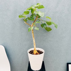 ［現品］【希少】36A アガベ　アテナータ　斑入り　カラズストライプ　レア 現品］【希少】36A アガベ アテナータ 斑入り カラズストライプ