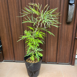 ボリューム株　ヘアピンバンクシア　スピヌロサ　鉢植え18　苗　オージープランツ 楽天市場】観葉植物 鉢花 苗：バンクシア スピヌロサ* ヘアピン