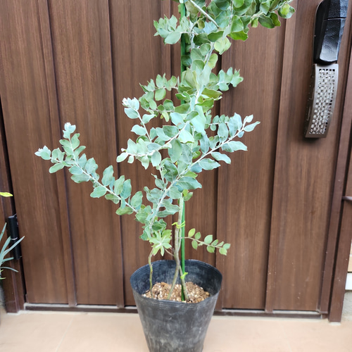 ボリューム株 パールアカシア 7寸ポット苗59 ミモザ苗 オージー