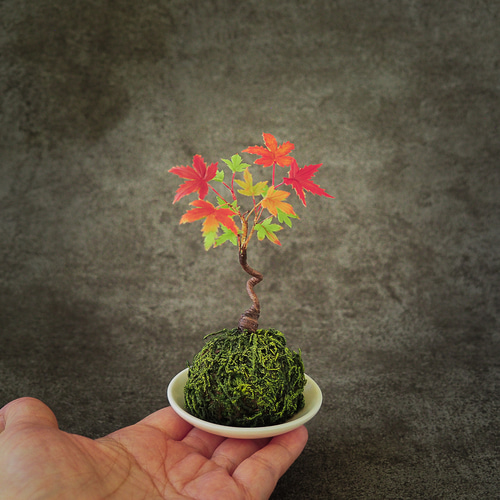 山紅葉 もみじ 盆栽 小品盆栽 粘り良し 小さくて太い 完成作品あり