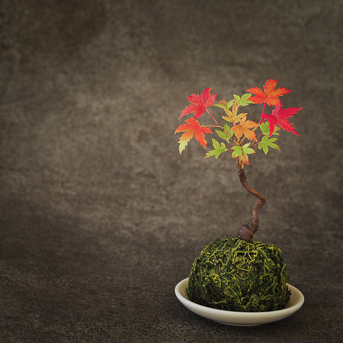 モミジ 盆栽 粘り良し 完成品【粘土盆栽】曲がり紅葉の苔玉 ミニ盆栽 もみじ モミジ