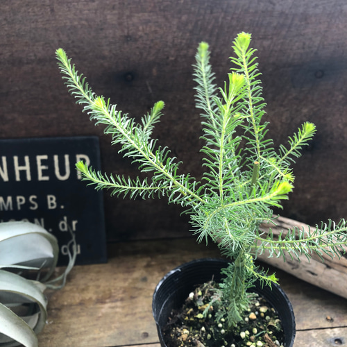 ゴールデントップ♡アカシア♡ミモザ♡ガーデニング アートフラワー