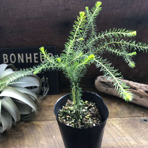 福犬　ミモザ　ゴールデントップ　生花　フレッシュ　リース　アカシア ゴールデントップ♡アカシア♡ミモザ♡ガーデニング アートフラワー