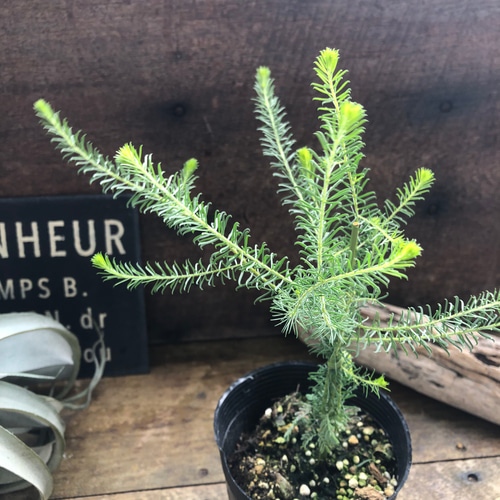 福犬　ミモザ　ゴールデントップ　生花　フレッシュ　リース　アカシア 福犬 ミモザ ゴールデントップ 生花 フレッシュ リース アカシア 福犬