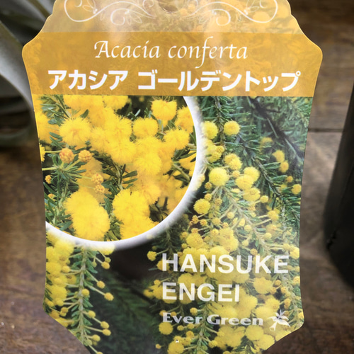 ゴールデントップ♡アカシア♡ミモザ♡ガーデニング アートフラワー