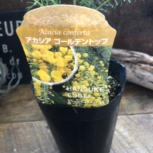 ゴールデントップ♡アカシア♡ミモザ♡ガーデニング アートフラワー