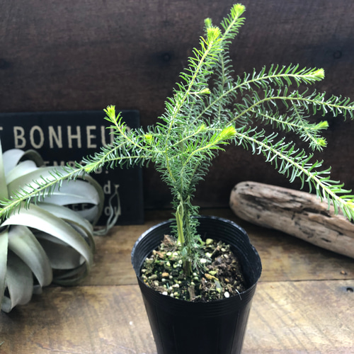 ゴールデントップ♡アカシア♡ミモザ♡ガーデニング アートフラワー