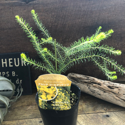 ゴールデントップ♡アカシア♡ミモザ♡ガーデニング アートフラワー