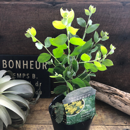 パールアカシア♡シンボルツリーに♡ガーデニング♡玄関に アート