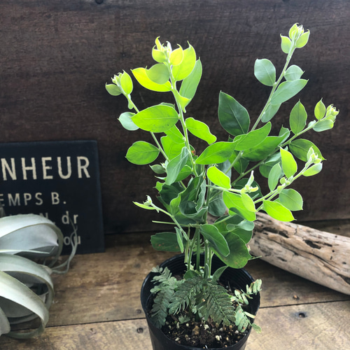 パールアカシア♡シンボルツリーに♡ガーデニング♡玄関に アート