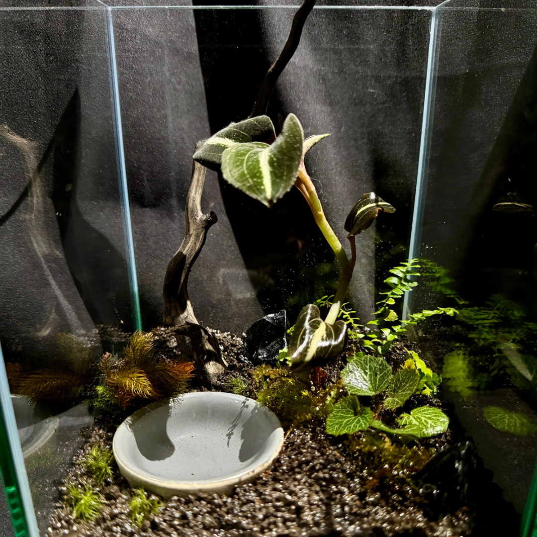 【一点物】アートテラリウム〜宙景〜「黒緑の反照」(完成品・フタ付き)約20cm