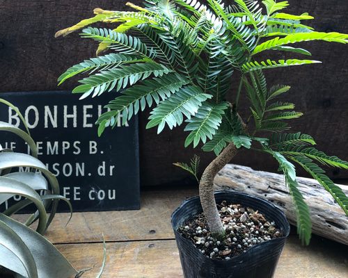 曲がり木♡エバーフレッシュ♡観葉植物♡インテリア アートフラワー