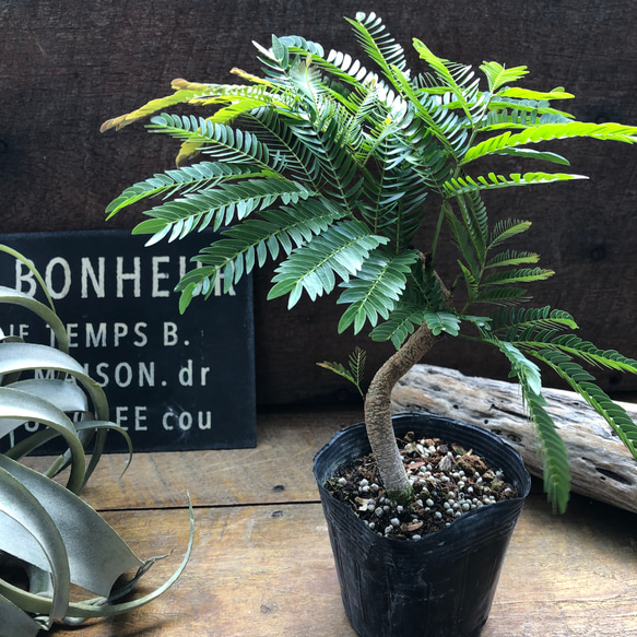 エバーフレッシュ⭐️曲がり⭐️観葉植物 曲がり木♡エバーフレッシュ♡観葉植物♡インテリア アートフラワー