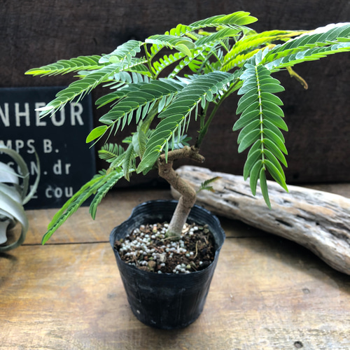 エバーフレッシュ 観葉植物 曲げ木 インテリア エバーフレッシュの曲木に挑戦。 : Jamのおうち ＊ごはんと器と