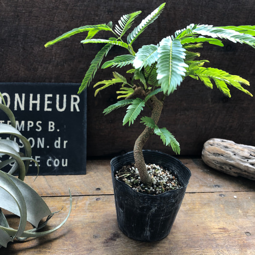 曲がり木♡エバーフレッシュ♡観葉植物♡インテリア アートフラワー