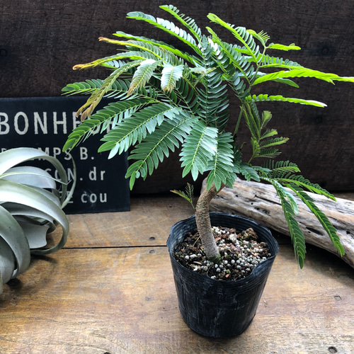 曲がり木♡エバーフレッシュ♡観葉植物♡インテリア アートフラワー