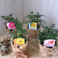 立派♡トキワマンサク♡七彩♡8寸鉢♡ アートフラワー nico