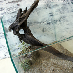 流木 あく抜き処理 煮沸消毒済 テラリウム 爬虫類 登り木 レイアウト