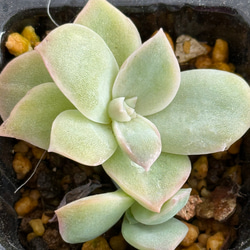 多肉植物 マッコス 大きめ カット苗　5個　エケベリア 多肉植物 マッコス 大きめ カット苗 5個 エケベリア - メルカリ