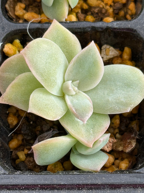 専用多肉植物 ラブリーローズ錦葉挿し苗