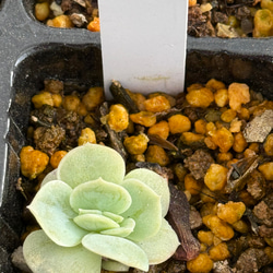 ピュアラブ＊エケベリア＊多肉植物＊抜き苗 多肉植物 ＊N＊ 通販