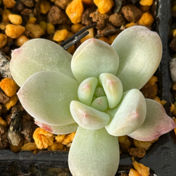 オレンジモンロー＊多肉植物＊抜き苗 多肉植物 ＊N＊ 通販