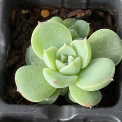 多肉植物 マッコス 大きめ カット苗　5個　エケベリア 多肉植物 マッコス 大きめ カット苗 5個 エケベリア