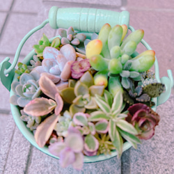 ★★壁掛け❤️★ちまちまキュンキュン★寄せ植え★このまま飾れます★多肉植物 多肉植物寄せ植え そのまま飾れます 多肉植物 はなちかちゃん 通販