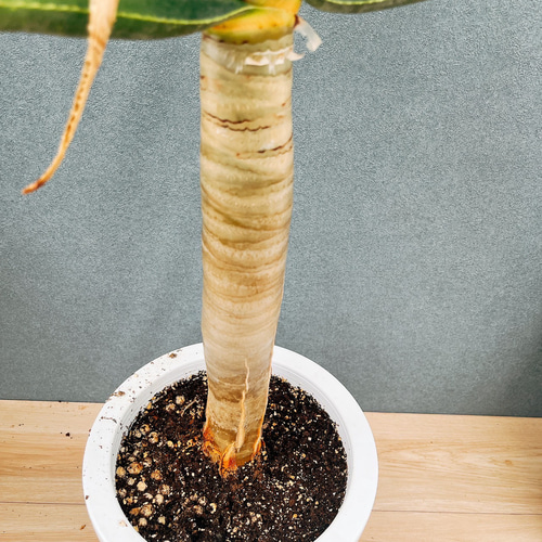 ［現品］84番　アロエ　ディコトマ　8号　観葉植物　室内　大型　屋外　おしゃれ 現品］84番 アロエ ディコトマ 8号 観葉植物 室内 屋外 おしゃれ