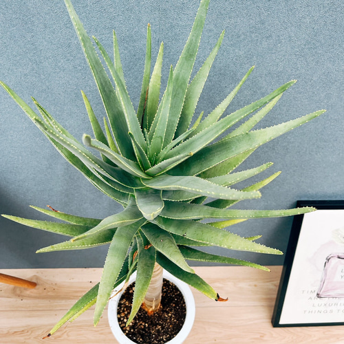 現品］84番 アロエ ディコトマ 8号 観葉植物 室内 屋外 おしゃれ