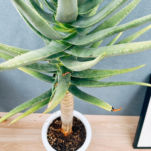 ［現品］84番　アロエ　ディコトマ　8号　観葉植物　室内　大型　屋外　人気 現品］84番 アロエ ディコトマ 8号 観葉植物 室内 屋外 おしゃれ
