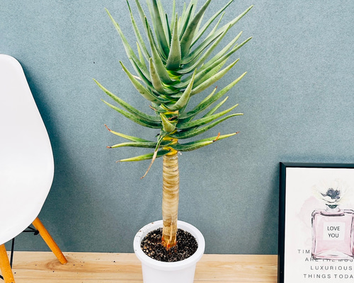 現品］84番 アロエ ディコトマ 8号 観葉植物 室内 屋外 おしゃれ