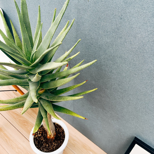 現品］84番 アロエ ディコトマ 8号 観葉植物 室内 屋外 おしゃれ