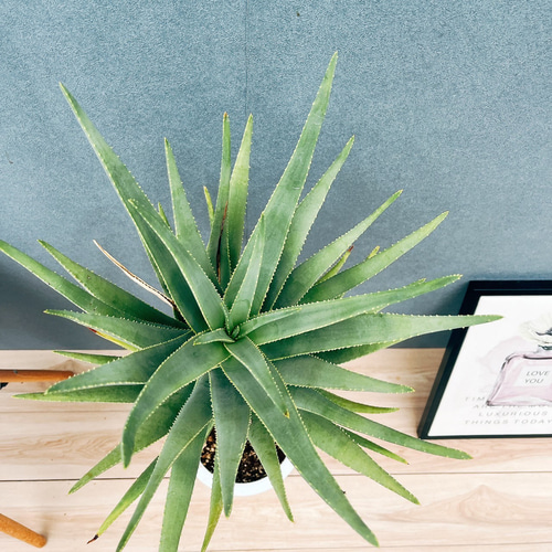 ［現品］84番　アロエ　ディコトマ　8号　観葉植物　室内　大型　屋外　人気 現品］84番 アロエ ディコトマ 8号 観葉植物 室内 屋外 おしゃれ