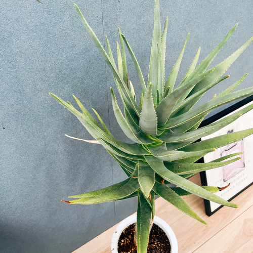 現品］84番 アロエ ディコトマ 8号 観葉植物 室内 屋外 おしゃれ