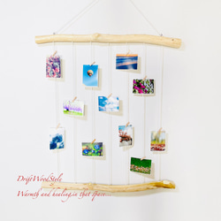 流木インテリア 壁一面に写真を飾れる大サイズのフォトディスプレイ 流木 写真ハンガー ウォールデコ 壁掛け N17 1枚目の画像