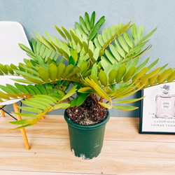 現品］F ドラセナ コンパクタ 8号 観葉植物 室内 大型 おしゃれ