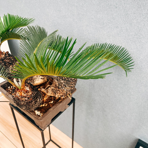 現品］【珍しい】10番 奄美姫ソテツ 盆栽造り 約7号 蘇轍 観葉植物