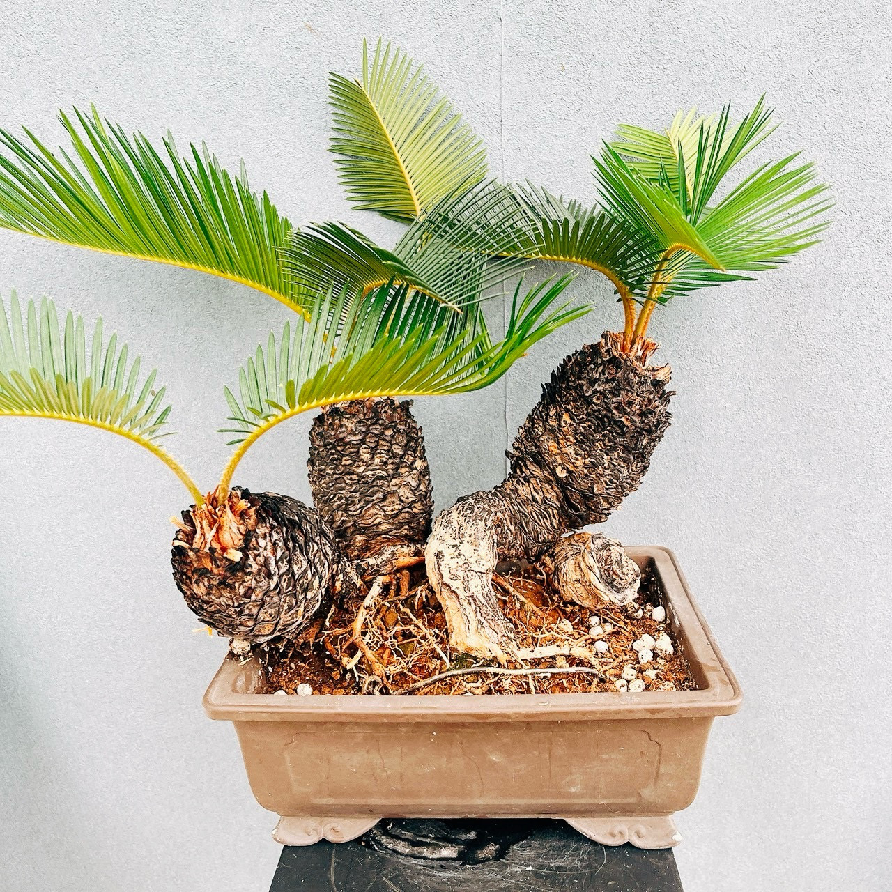 ［現品］【珍しい】10番　奄美姫ソテツ　盆栽造り　約7号　蘇轍　観葉植物　おしゃれ　和風　育てやすい　陶器鉢