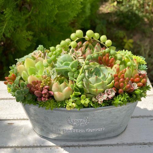 多肉植物 寄せ植え ブリキ鉢 韓国苗 誕生日プレゼント 祝い おうち