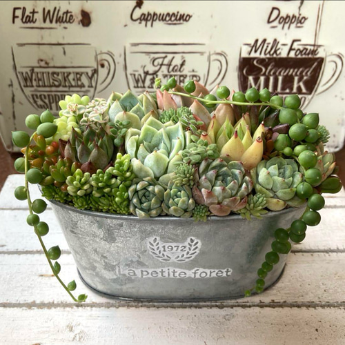 多肉植物 寄せ植え ブリキ鉢 韓国苗 誕生日プレゼント 祝い おうち