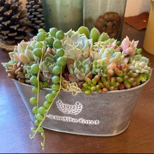 多肉植物 寄せ植え ブリキ鉢 韓国苗 誕生日プレゼント 祝い おうち