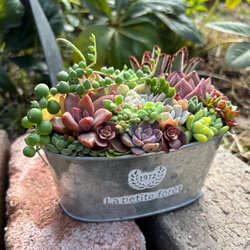 リメイク鉢☆多肉植物☆寄せ植え☆インテリア ✳︎受注製作✳︎ リメ鉢 リメイク鉢 多肉 多肉植物 サボテン