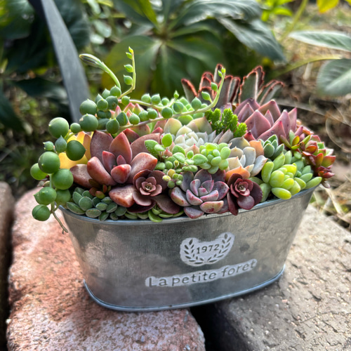 多肉植物 寄せ植え ブリキ鉢 韓国苗 誕生日プレゼント 祝い おうち