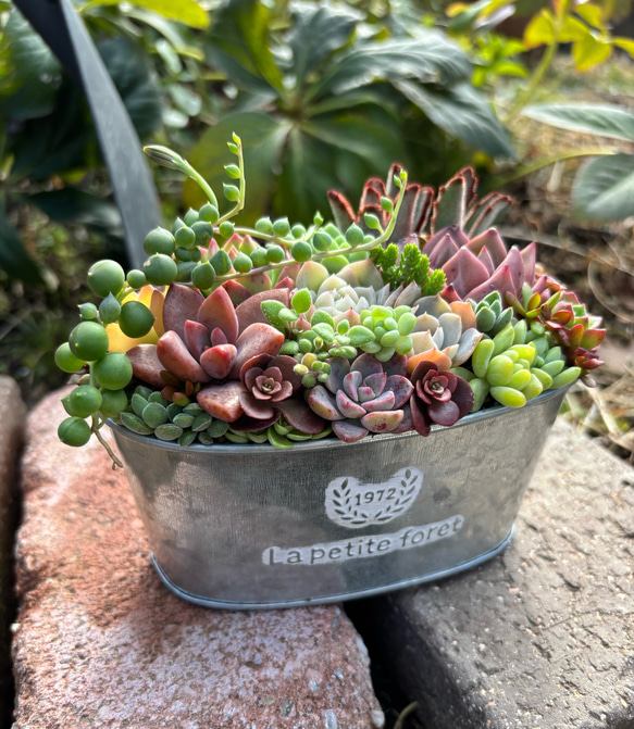 多肉植物 寄せ植え ブリキ鉢 韓国苗 誕生日プレゼント 祝い おうち