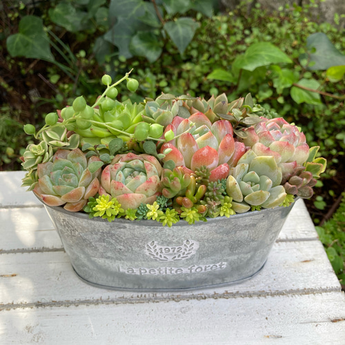 多肉植物 寄せ植え ブリキ鉢 韓国苗 誕生日プレゼント 祝い おうち