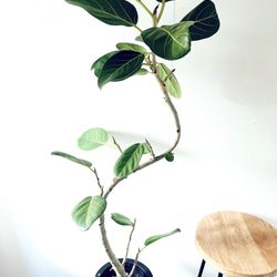 沖縄産】252. エバーフレッシュ 曲がり 8号鉢 観葉植物 大型