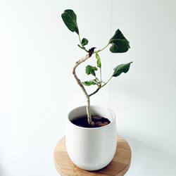 《希少》フィカス クリシュナ クリシュナ菩提樹 曲がり 陶器鉢 観葉植物 希少》フィカス クリシュナ クリシュナ菩提樹 曲がり 陶器鉢 Mサイズ