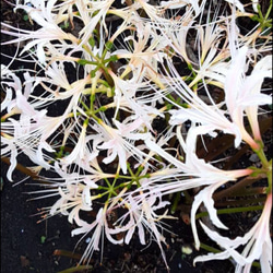 多肉初心者おすすめ 増える簡単朧月 カット苗 多肉植物 グリーンライフ